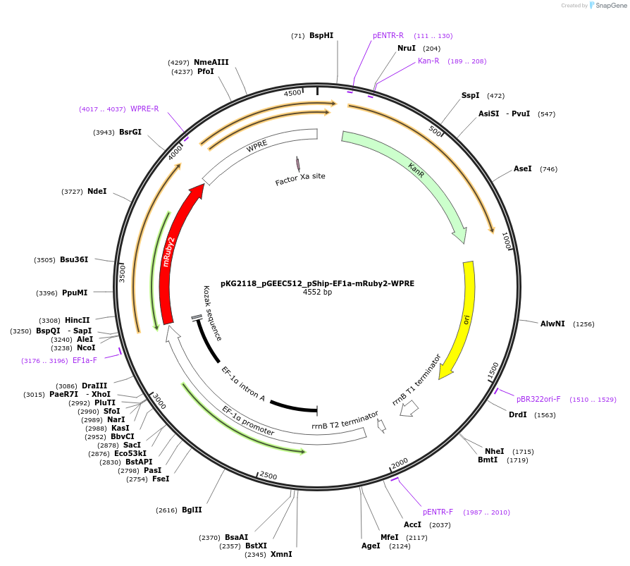 239718-plasmid-map-sequence-id-475947