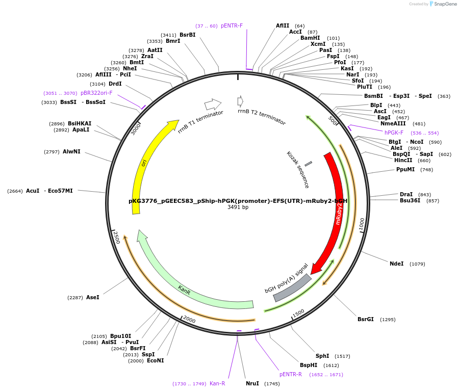 239745-plasmid-map-sequence-id-475949