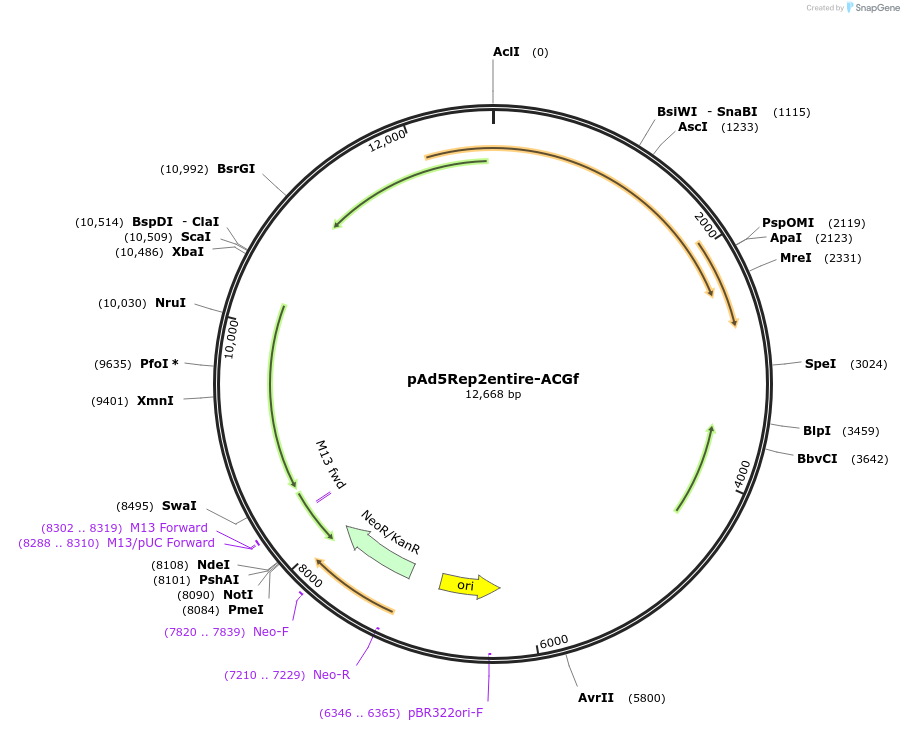 237877-plasmid-map-sequence-id-475951