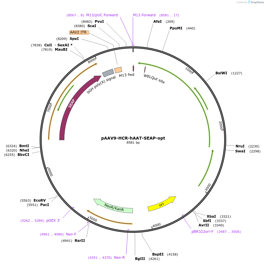 237875-plasmid-map-sequence-id-475953