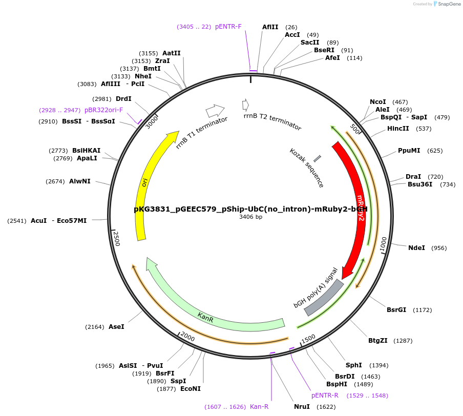 239742-plasmid-map-sequence-id-475956