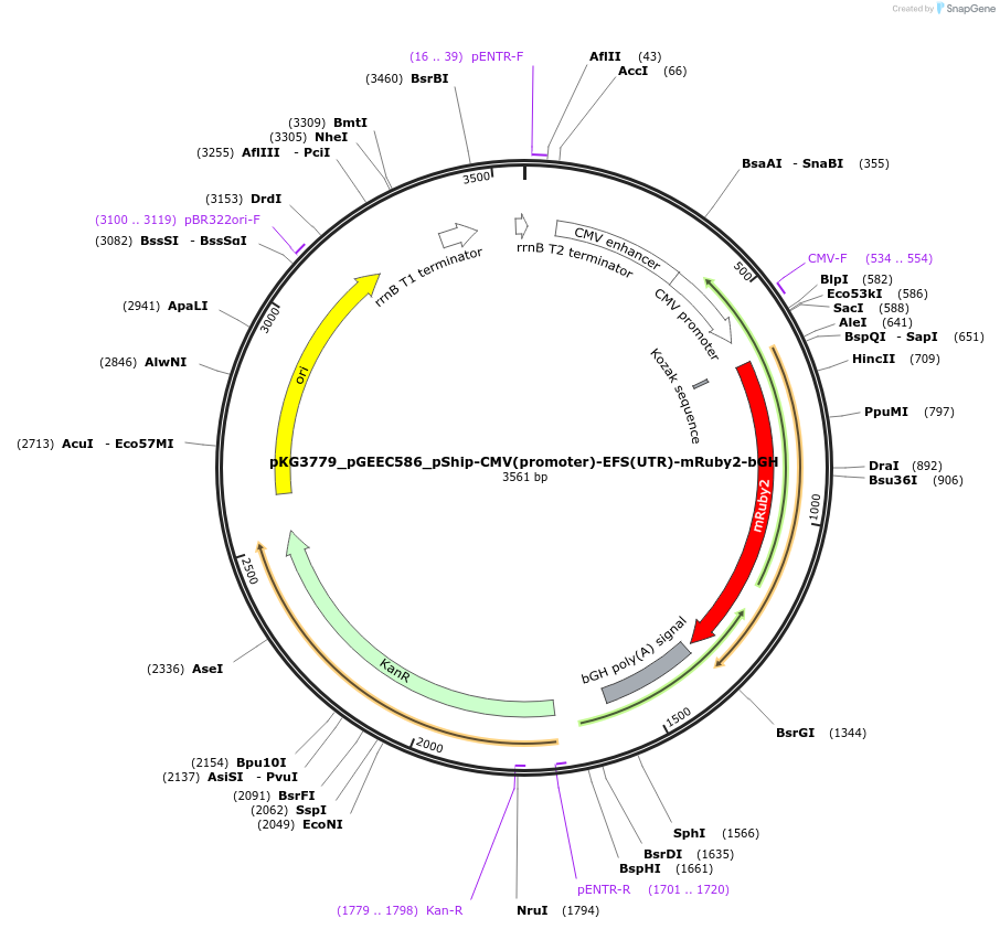 239748-plasmid-map-sequence-id-475957