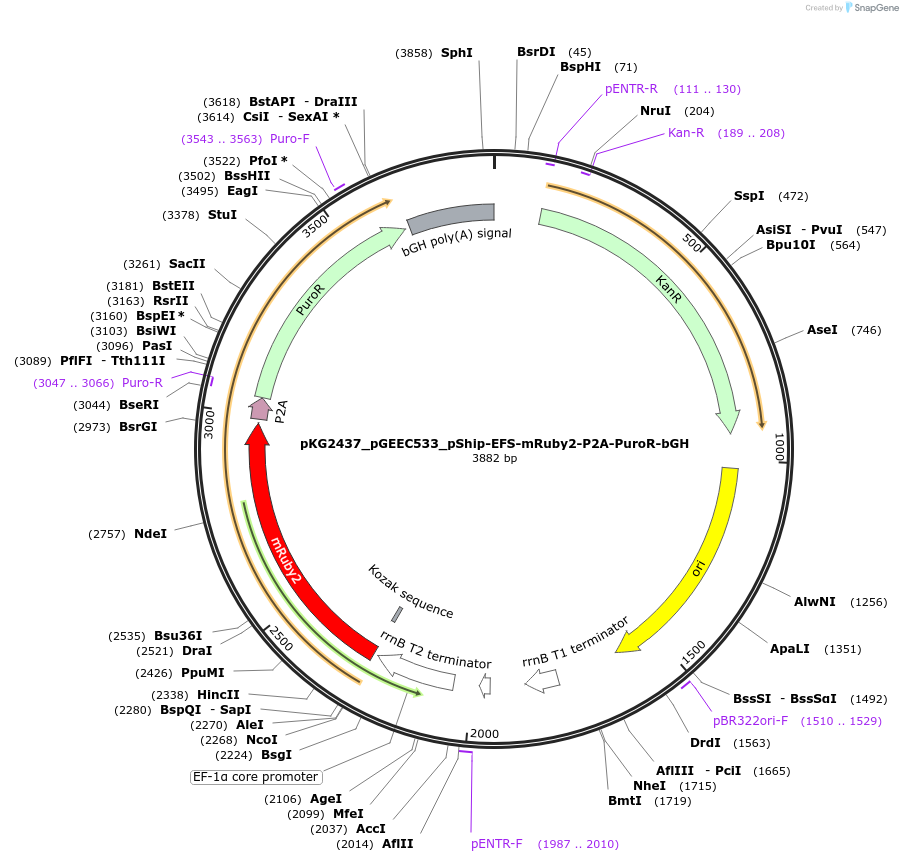 239729-plasmid-map-sequence-id-475958