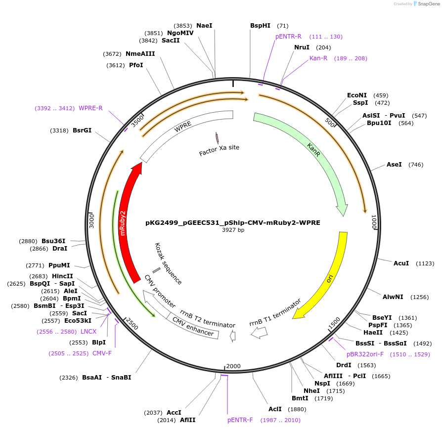 239727-plasmid-map-sequence-id-475965