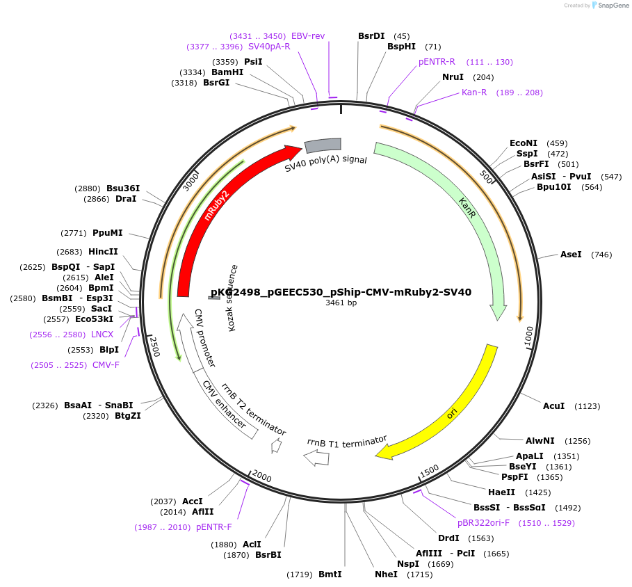 239726-plasmid-map-sequence-id-475967