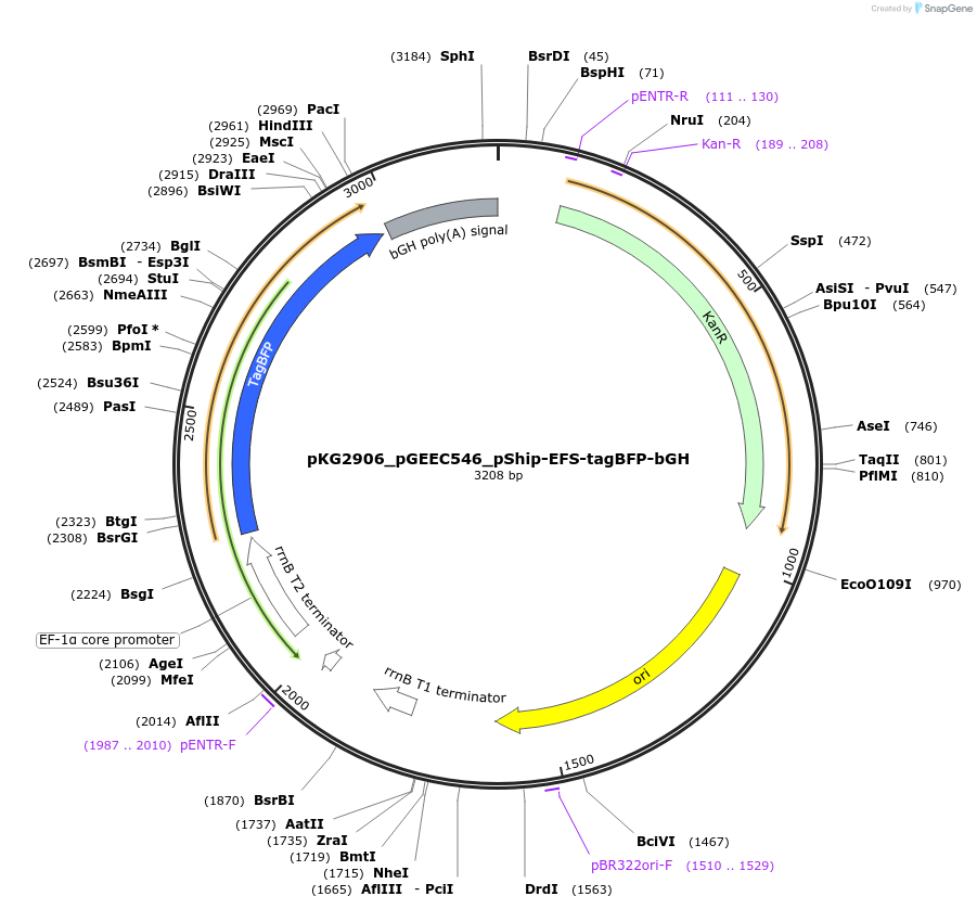 239734-plasmid-map-sequence-id-475968