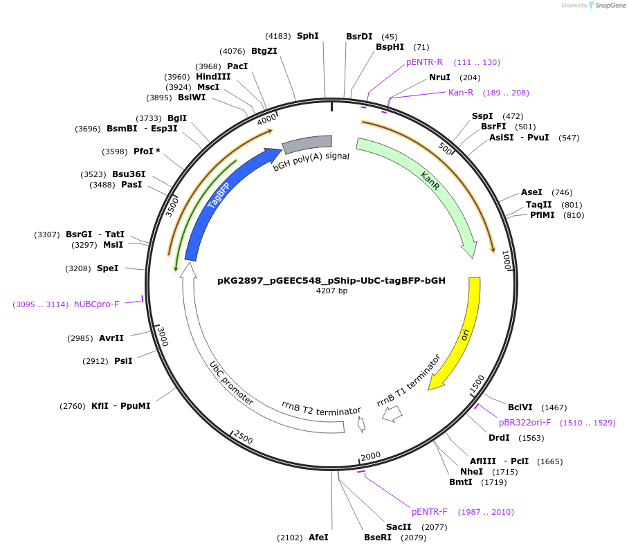 239736-plasmid-map-sequence-id-475969