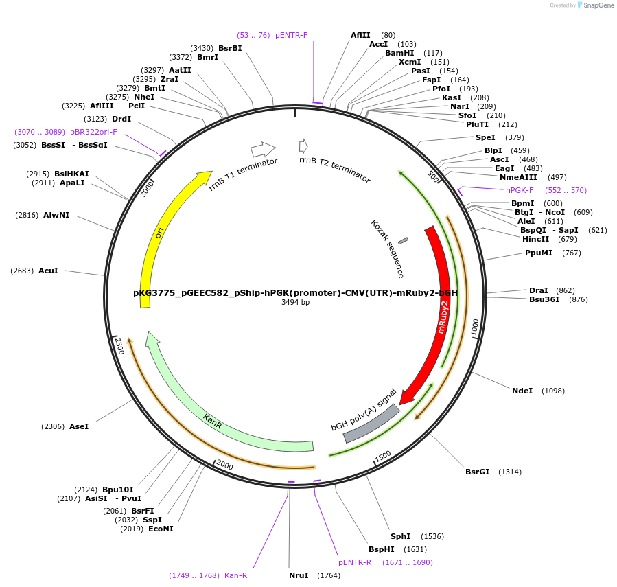 239744-plasmid-map-sequence-id-475970
