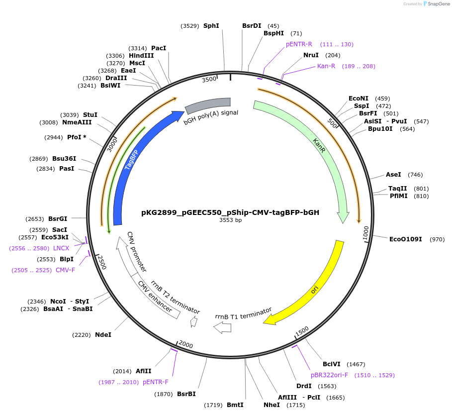 239737-plasmid-map-sequence-id-475971