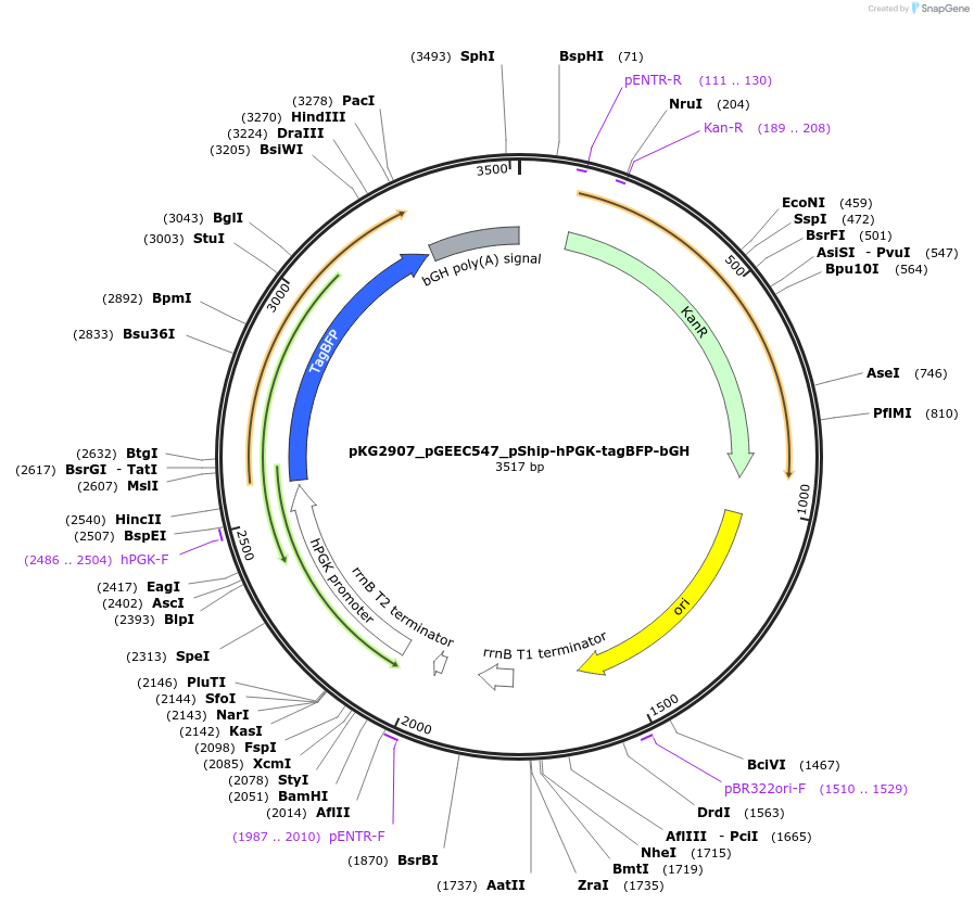 239735-plasmid-map-sequence-id-475972