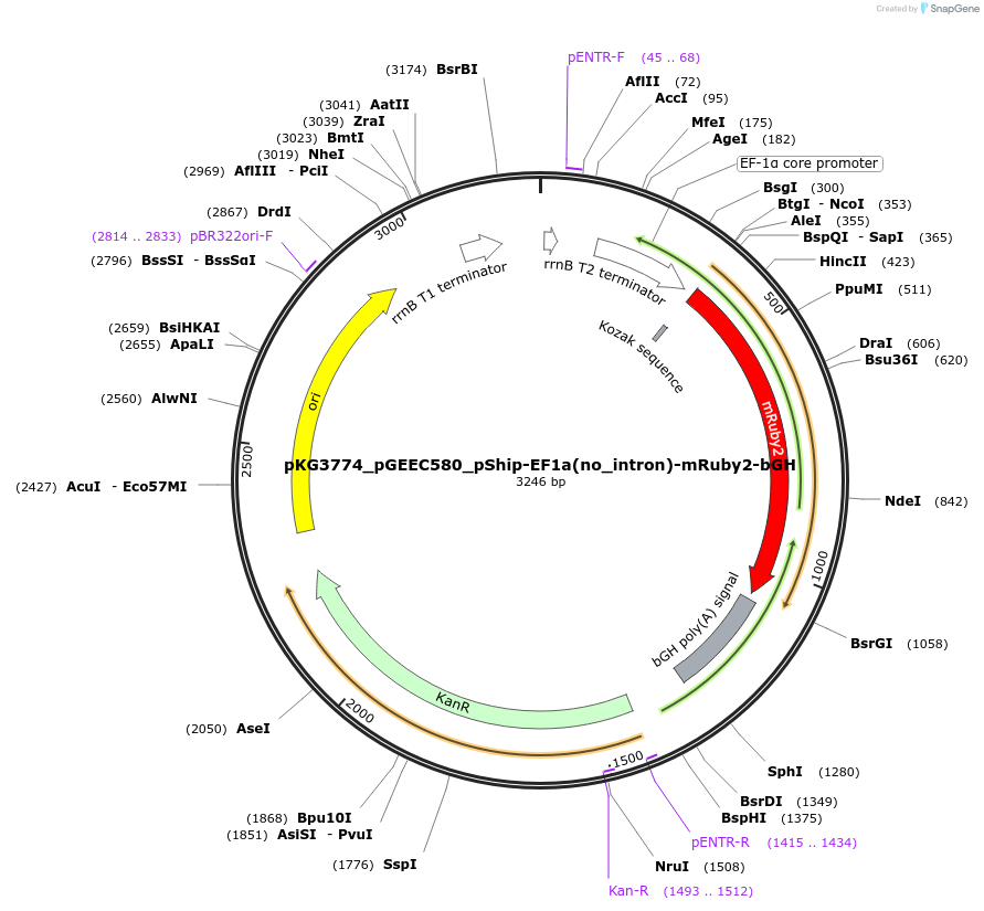 239743-plasmid-map-sequence-id-475973