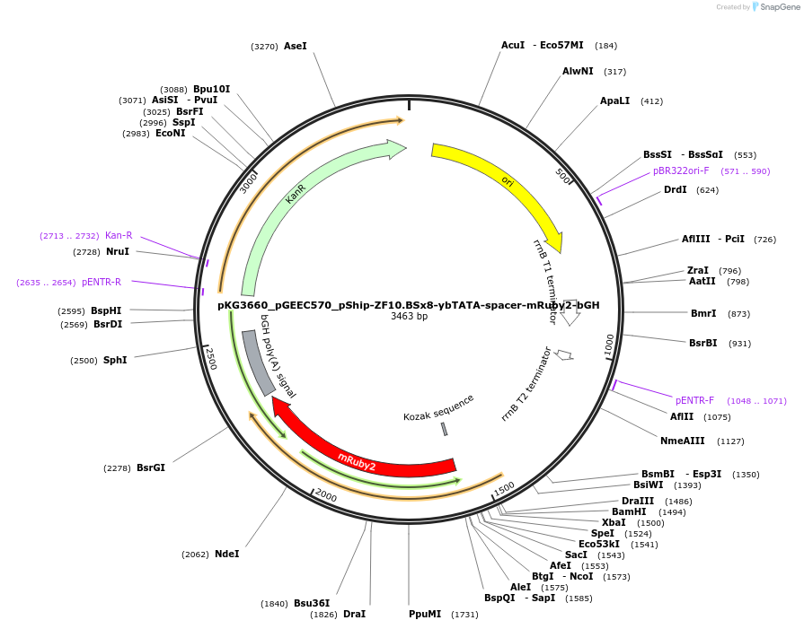 239739-plasmid-map-sequence-id-475974