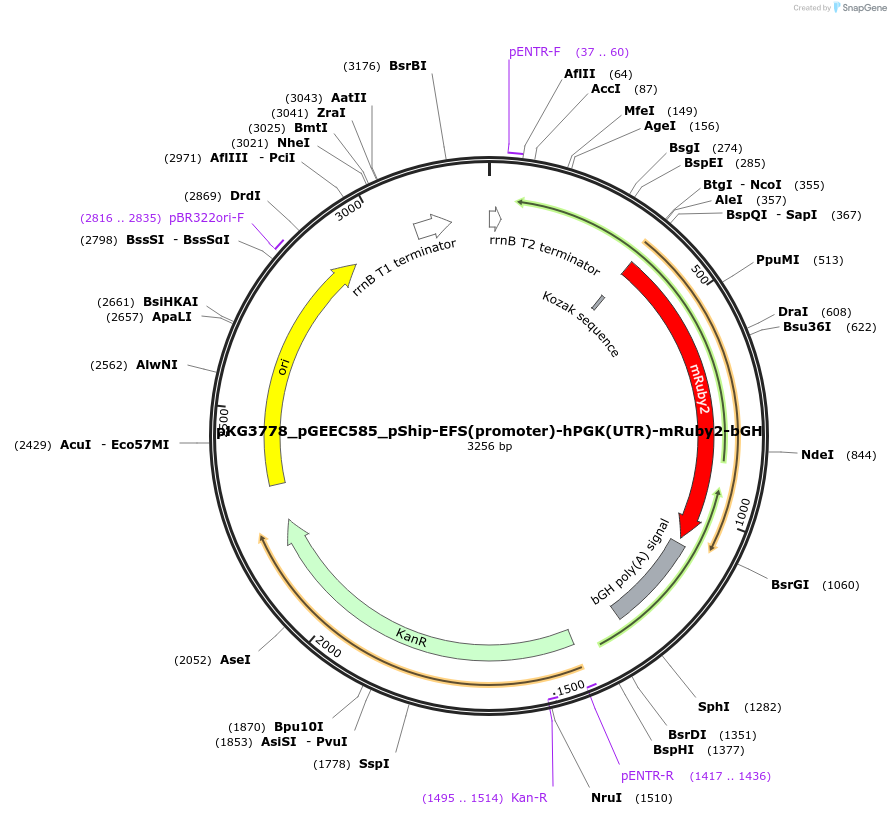 239747-plasmid-map-sequence-id-475975