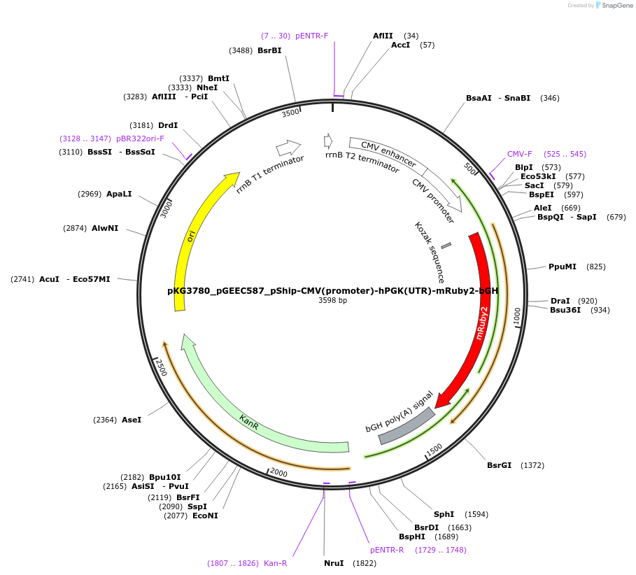 239749-plasmid-map-sequence-id-475976