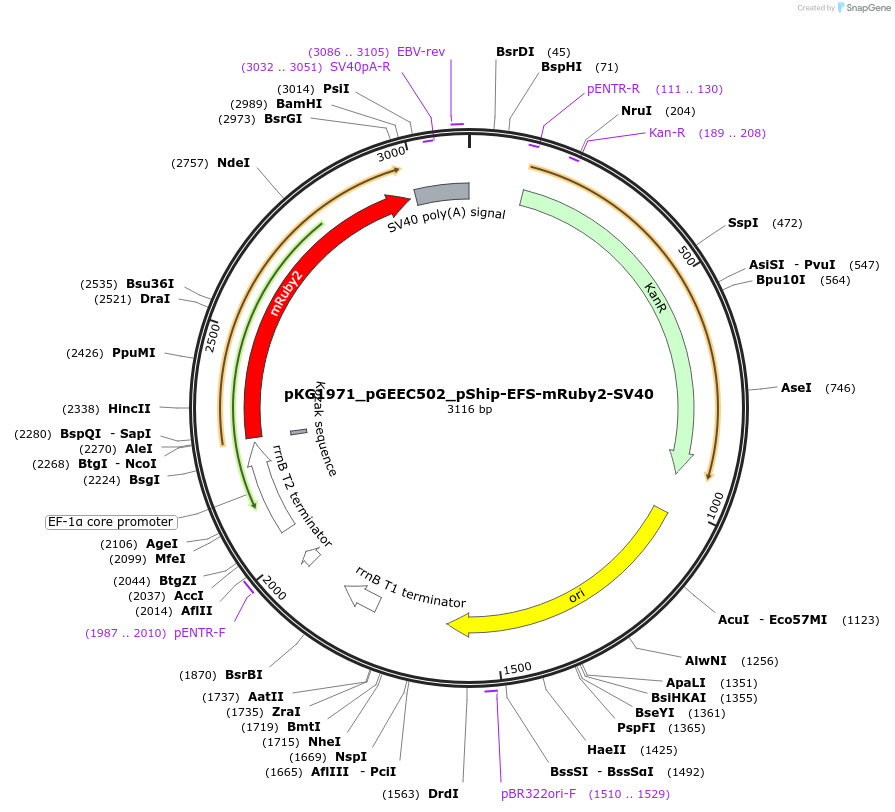 239708-plasmid-map-sequence-id-475977