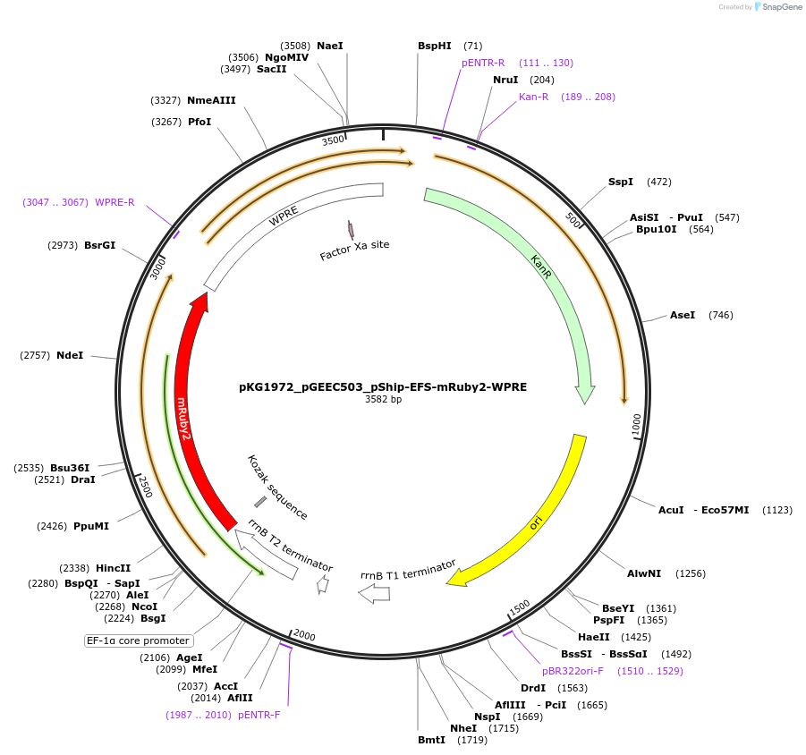 239709-plasmid-map-sequence-id-475978