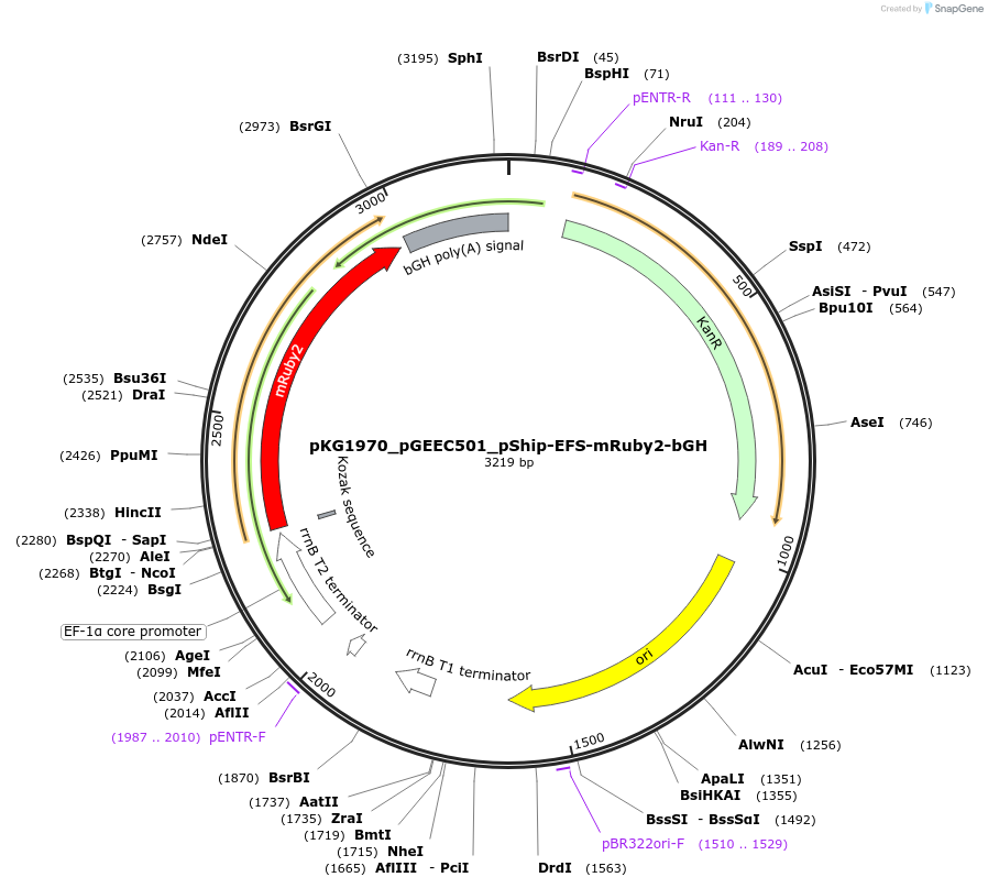 239707-plasmid-map-sequence-id-475979