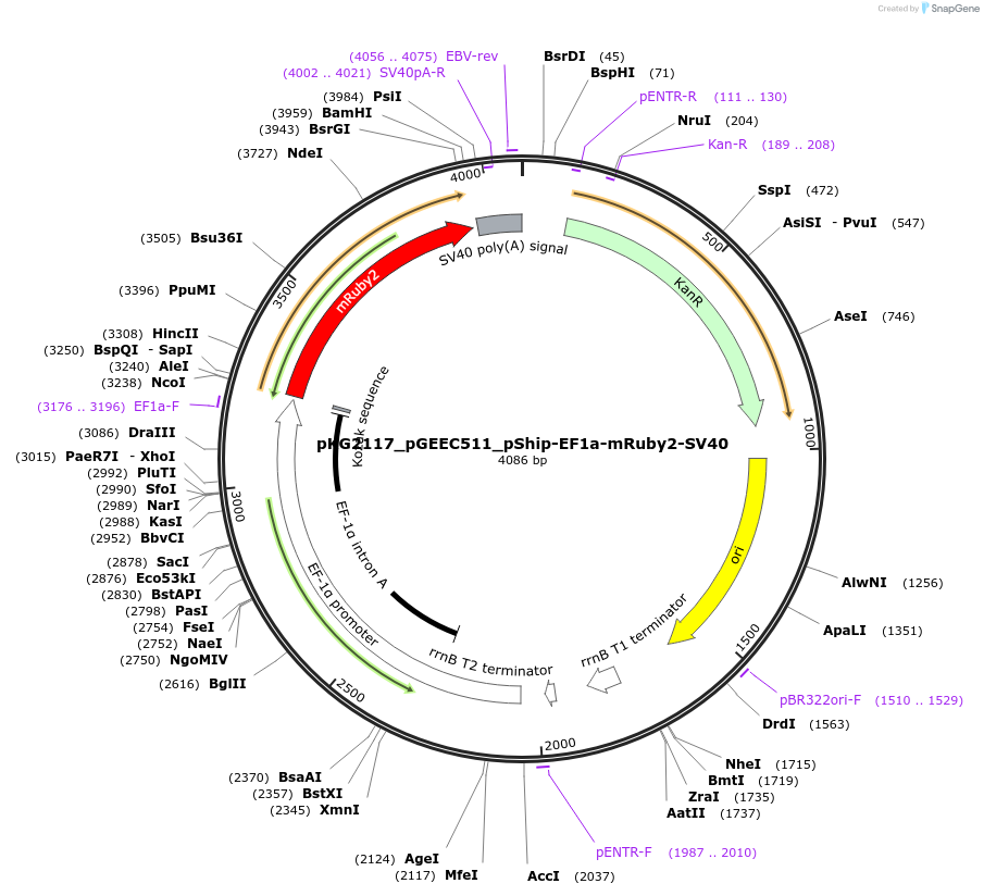 239717-plasmid-map-sequence-id-475980