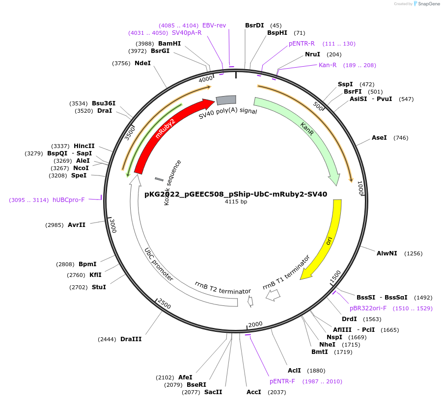 239714-plasmid-map-sequence-id-475981