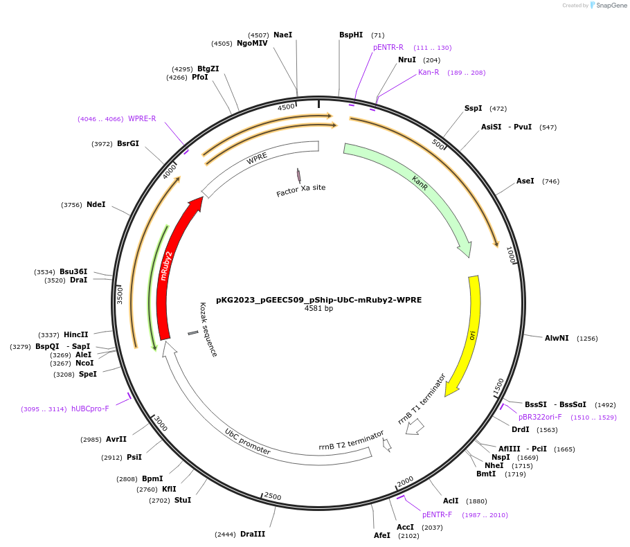 239715-plasmid-map-sequence-id-475982