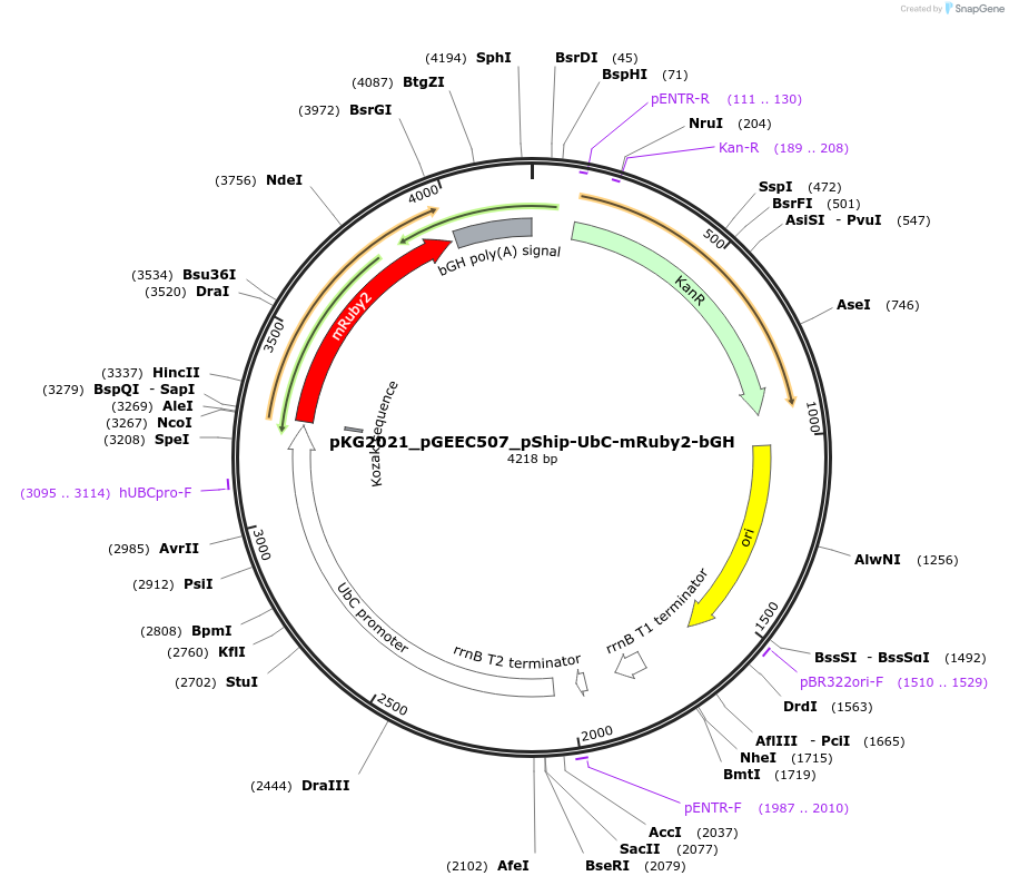 239713-plasmid-map-sequence-id-475983