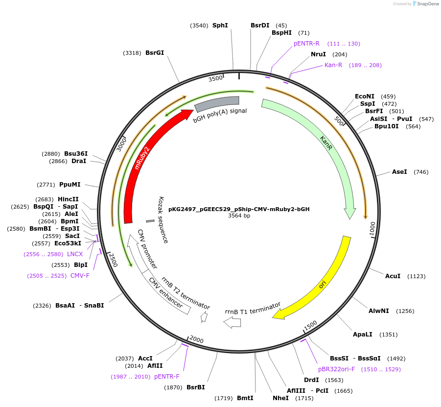 239725-plasmid-map-sequence-id-475984