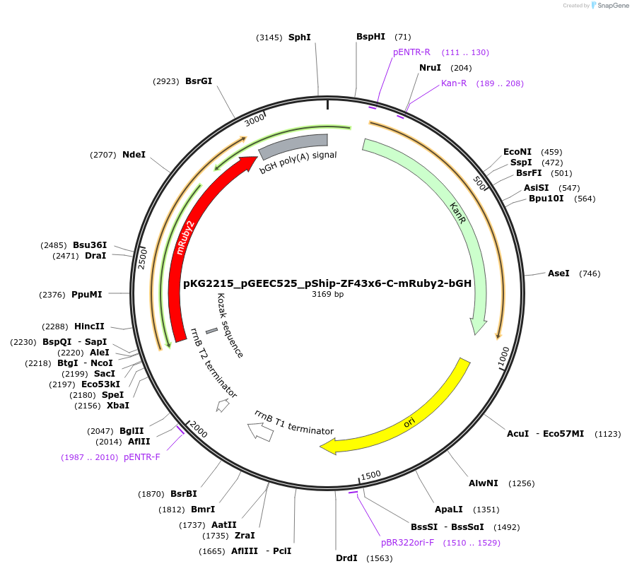 239723-plasmid-map-sequence-id-475986