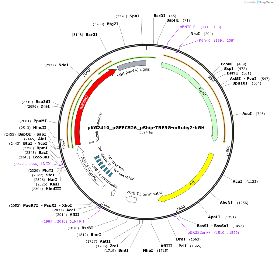 239724-plasmid-map-sequence-id-475987