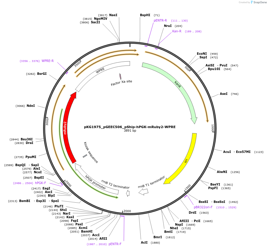 239712-plasmid-map-sequence-id-475988