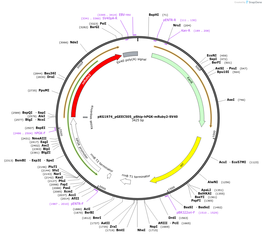 239711-plasmid-map-sequence-id-475989