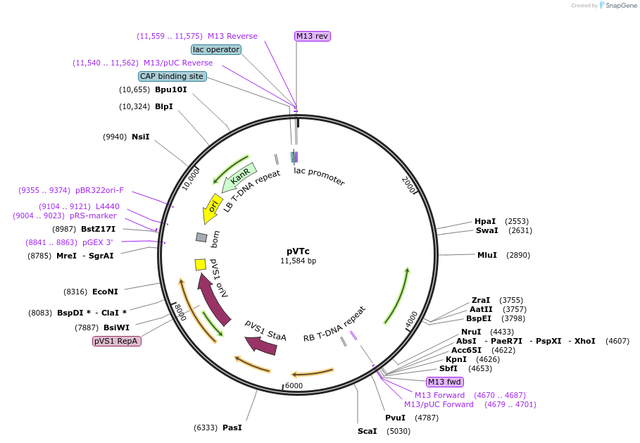 234913-plasmid-map-sequence-id-475992