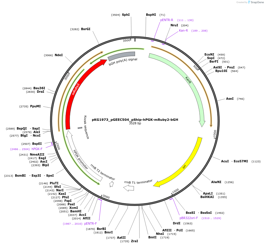 239710-plasmid-map-sequence-id-475993