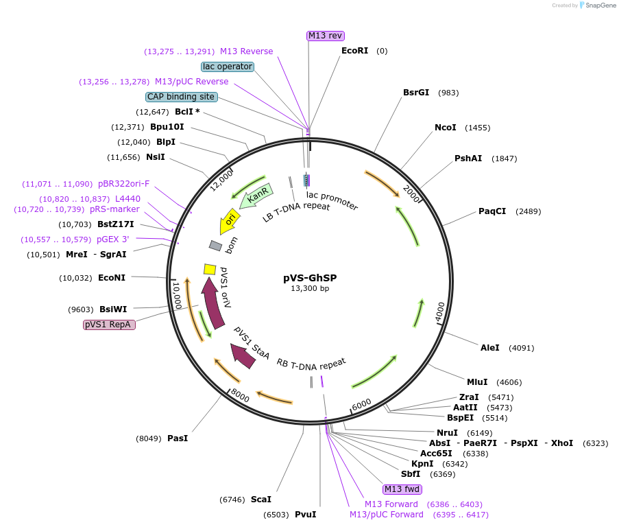 234899-plasmid-map-sequence-id-475995