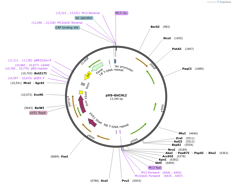 234898-plasmid-map-sequence-id-475996