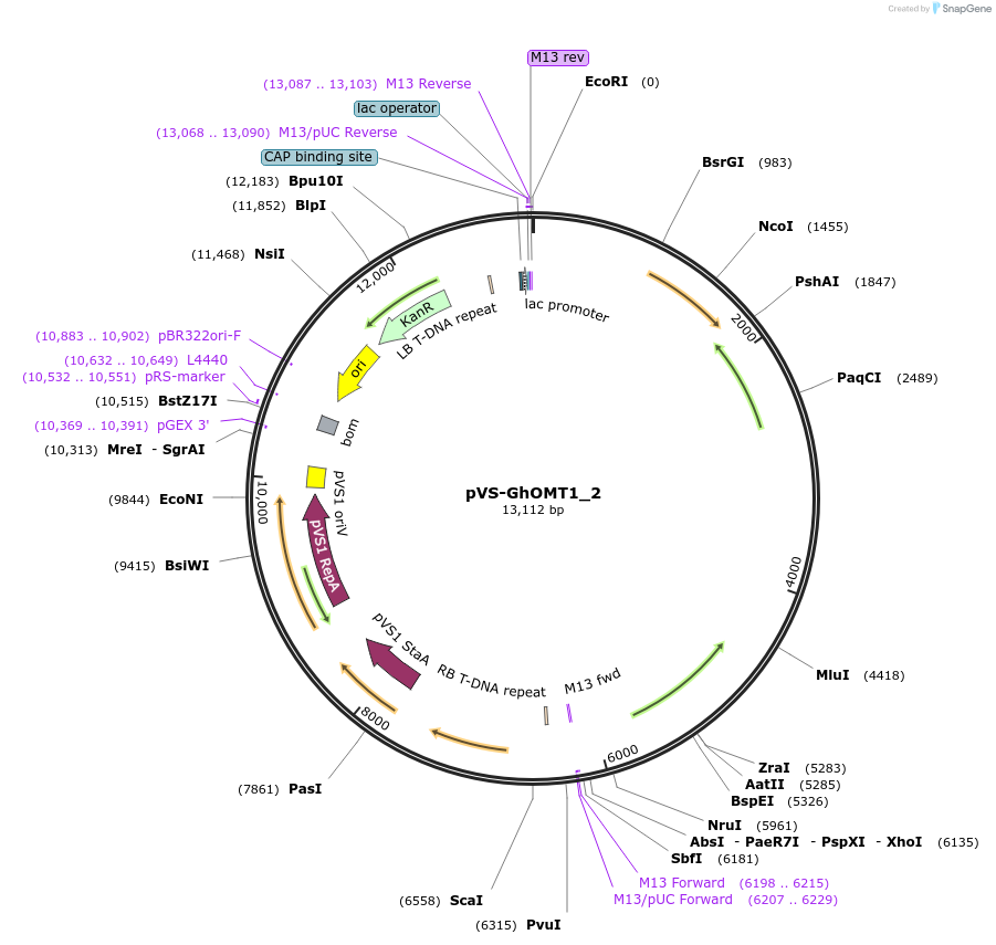 234904-plasmid-map-sequence-id-475998