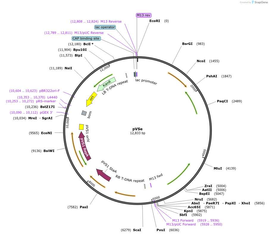 234896-plasmid-map-sequence-id-475999