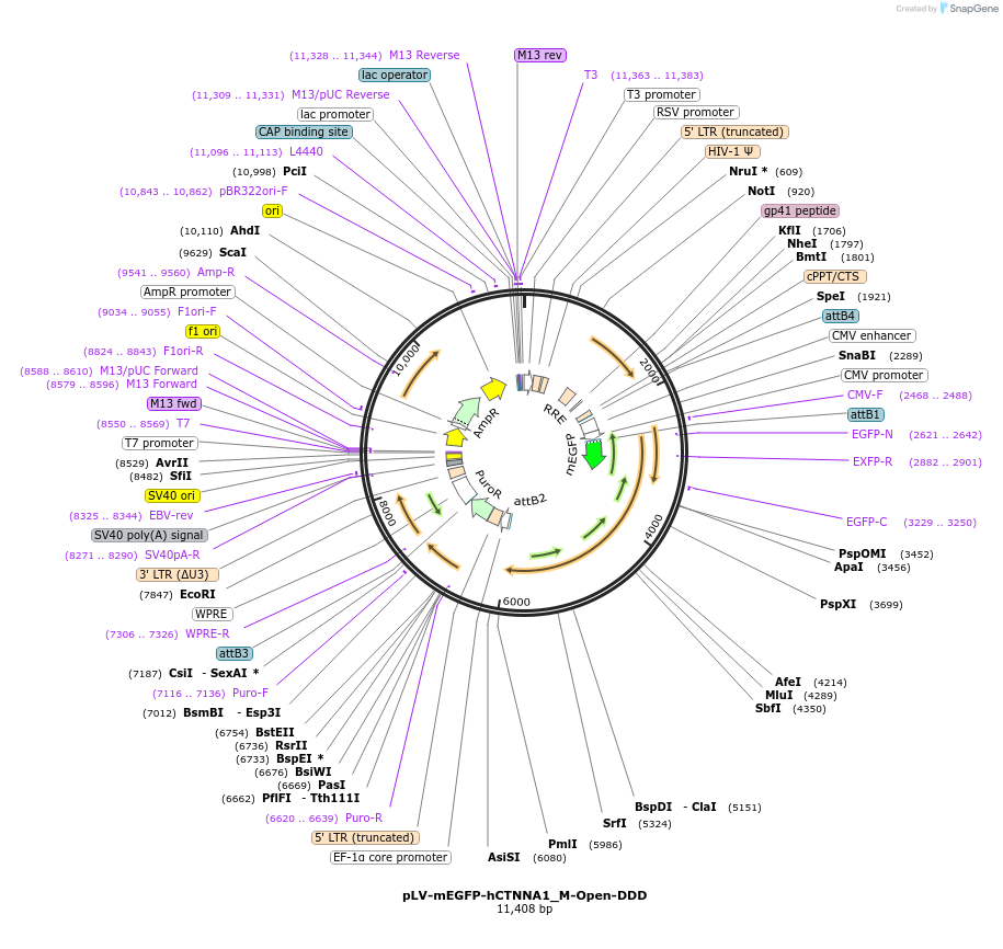 234561-plasmid-map-sequence-id-476003