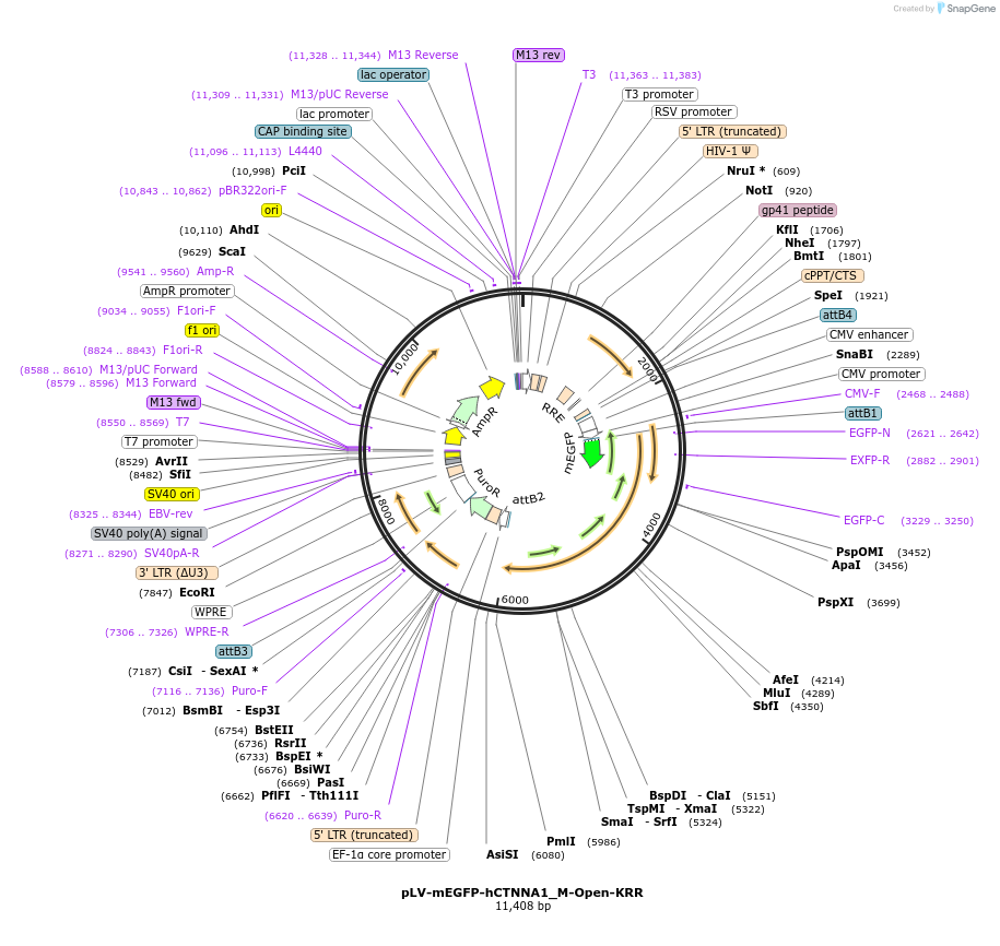 234562-plasmid-map-sequence-id-476021