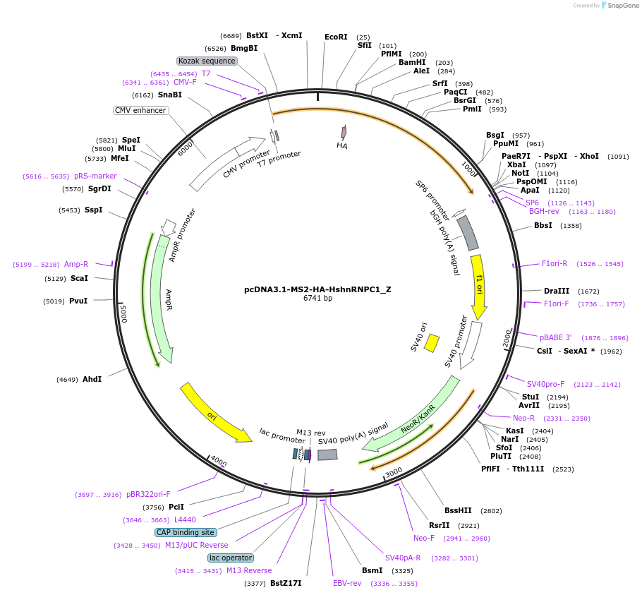 148114-plasmid-map-sequence-id-476041