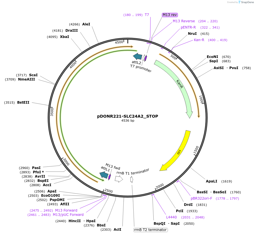 161132-plasmid-map-sequence-id-476042