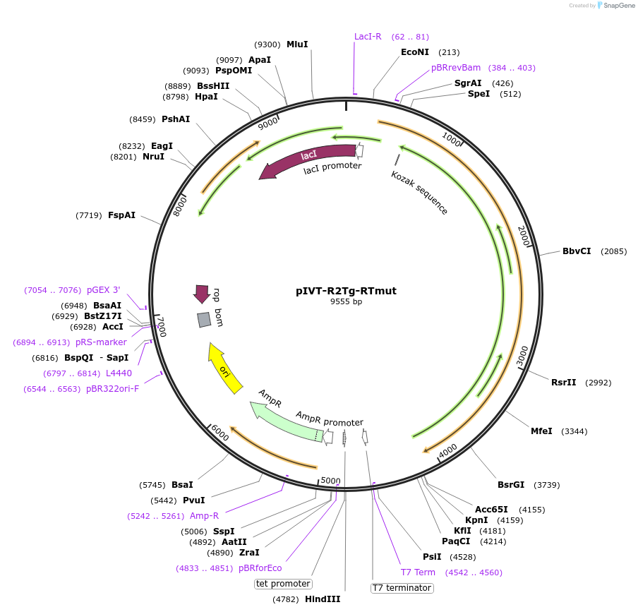 238106-plasmid-map-sequence-id-476054