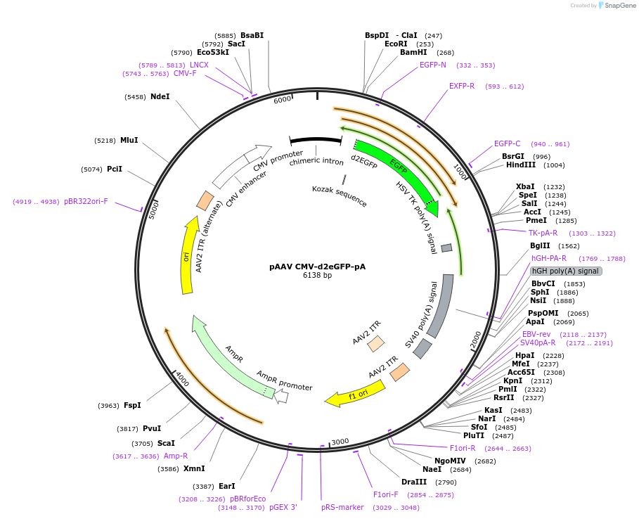 233048-plasmid-map-sequence-id-476055