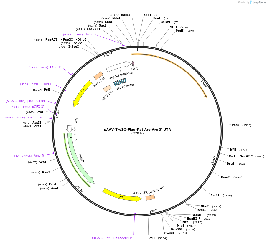 233054-plasmid-map-sequence-id-476066