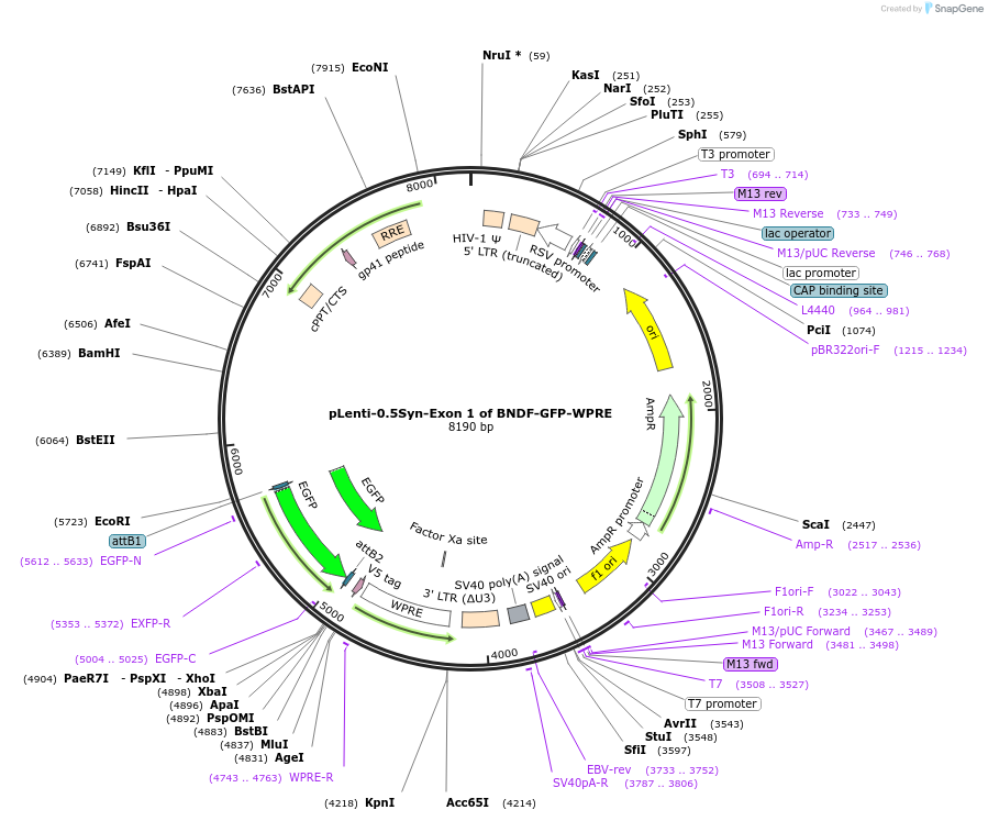233059-plasmid-map-sequence-id-476067