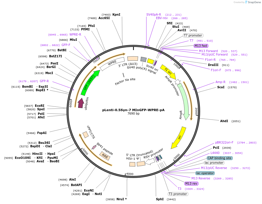 233061-plasmid-map-sequence-id-476068