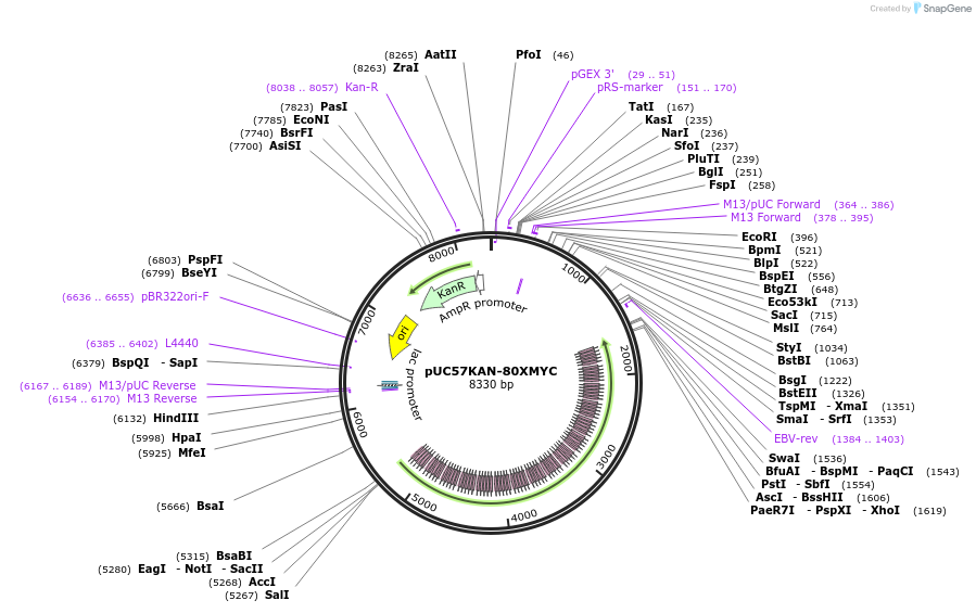 233126-plasmid-map-sequence-id-476075