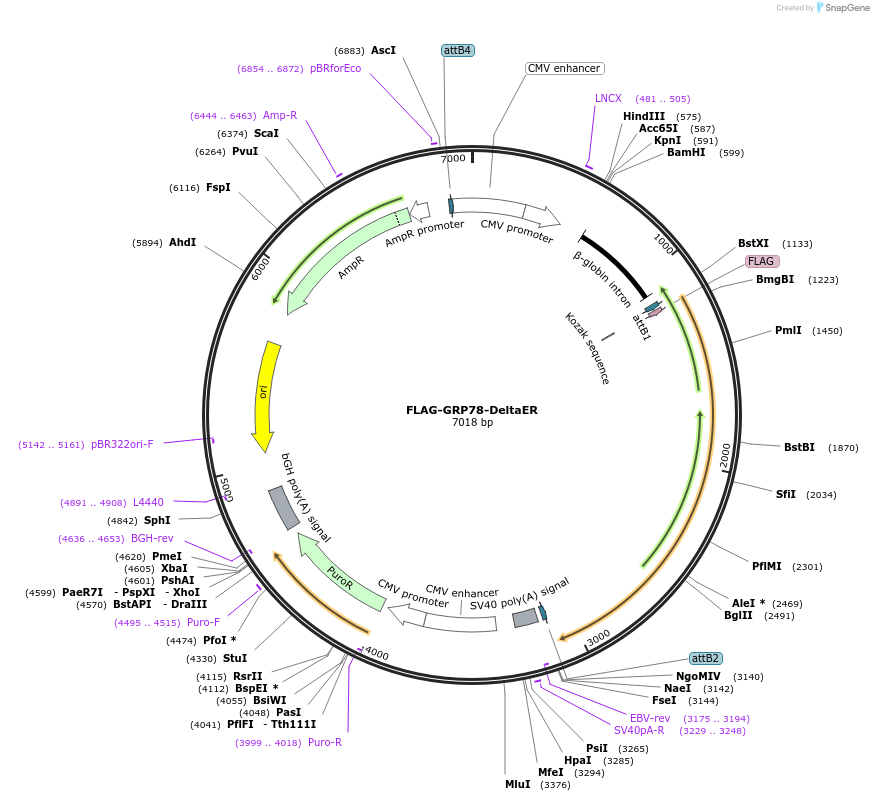 238416-plasmid-map-sequence-id-476077