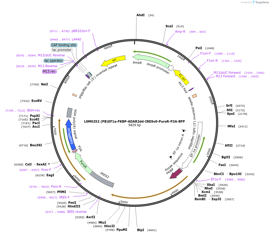 233443-plasmid-map-sequence-id-476093