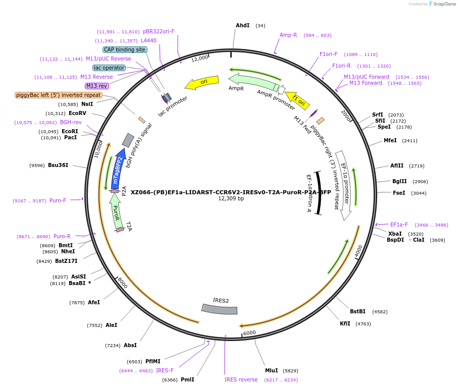 233418-plasmid-map-sequence-id-476094