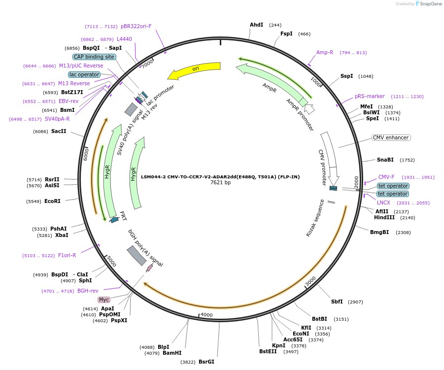 233396-plasmid-map-sequence-id-476095
